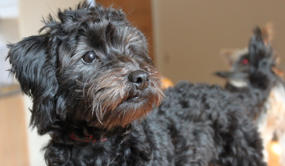 Yorkie-Poo
