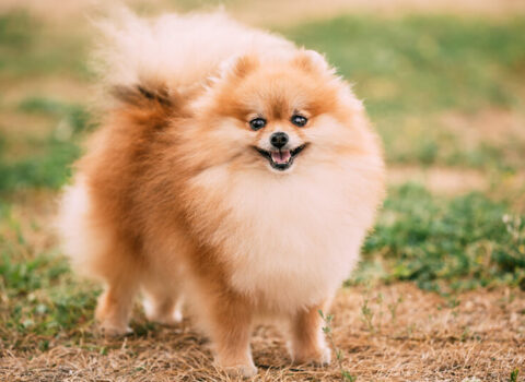 lulu-da-pomerania-caracteristicas-guia-racas