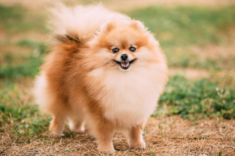 lulu-da-pomerania-caracteristicas-guia-racas