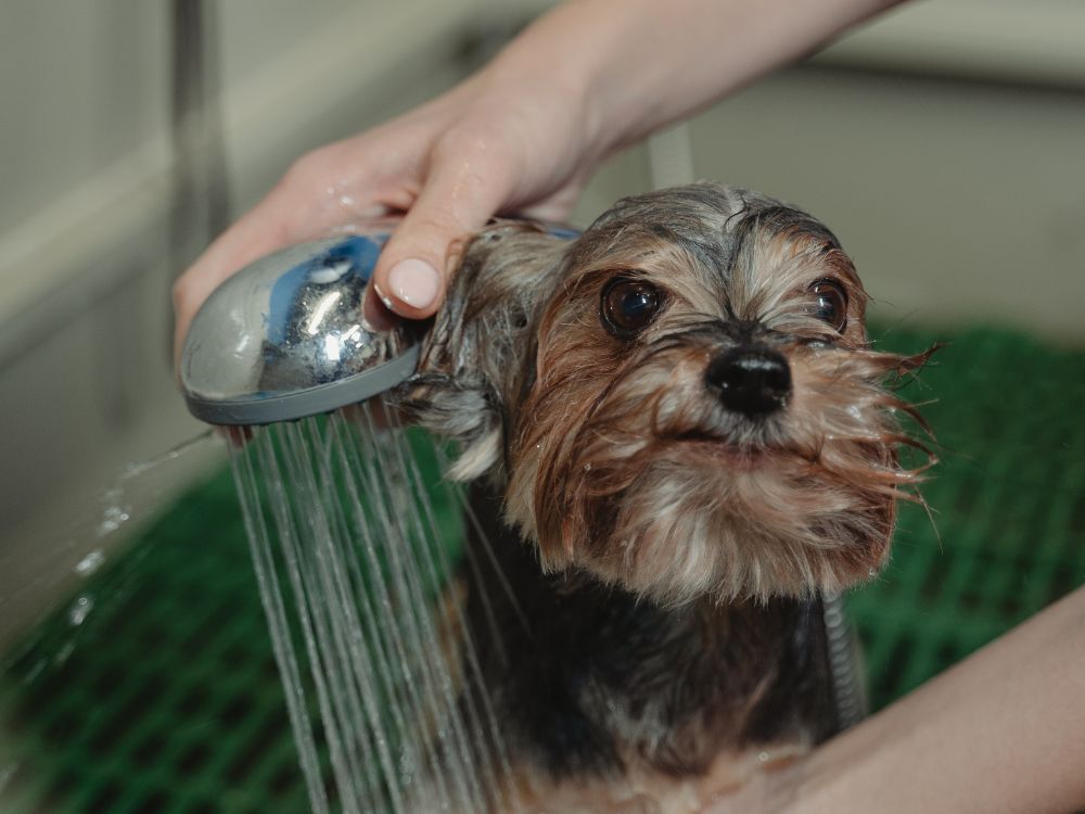 montar um kit higiene para cachorro