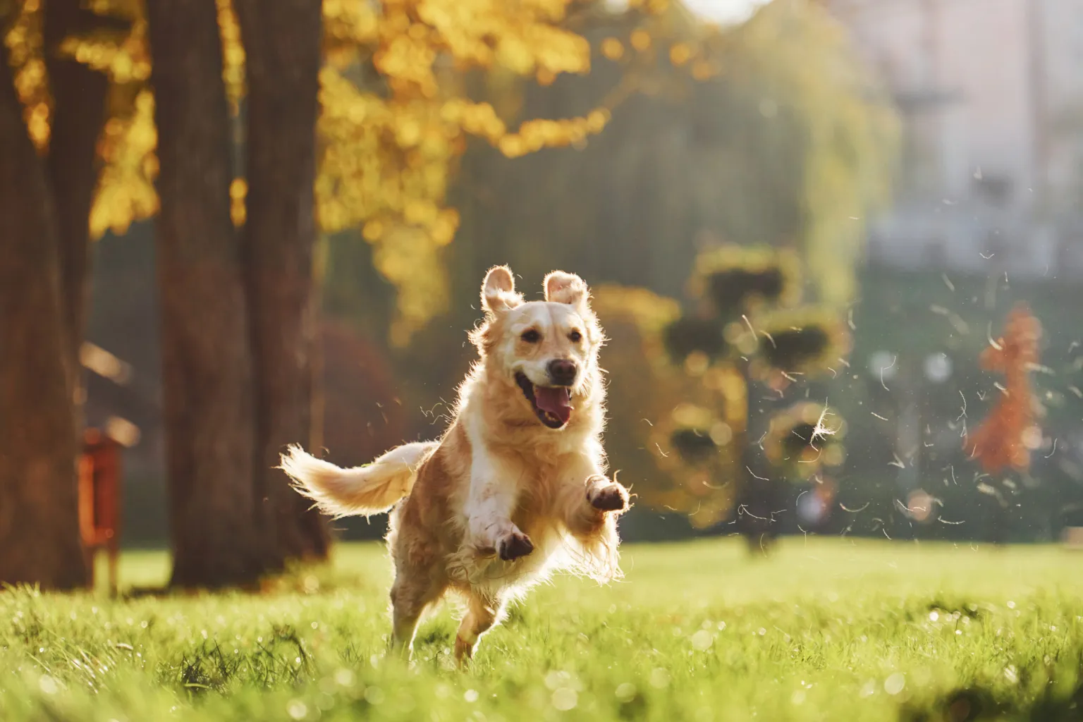 photo-motion-running-beautiful-golden-retriever-dog-have-walk-outdoors-park-scaled