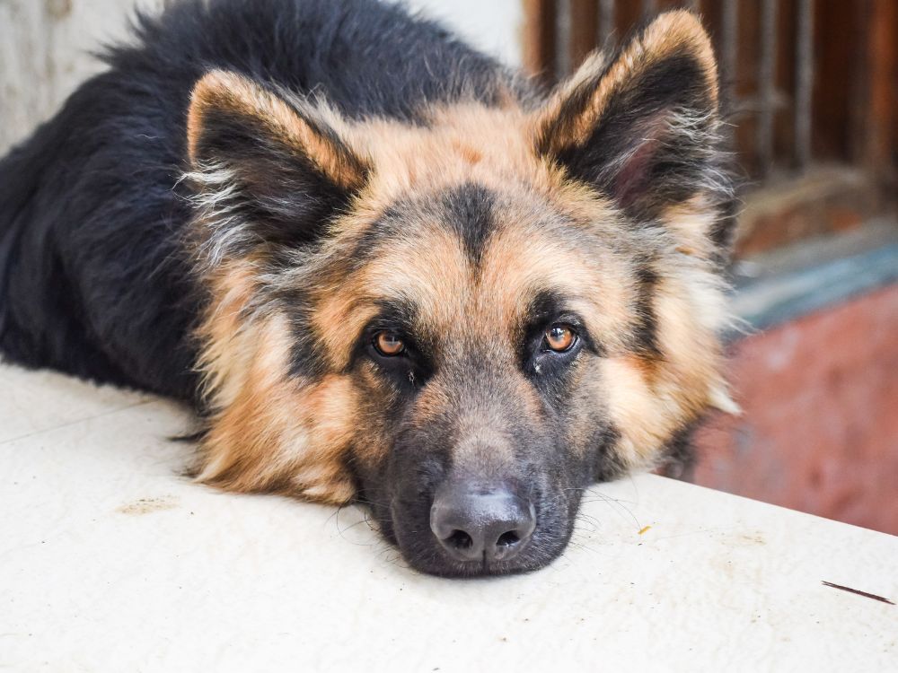 preparar um cantinho de descanso para o cachorro