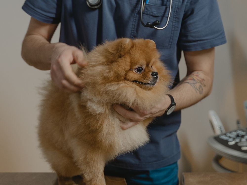 quando levar o cachorro no veterinário