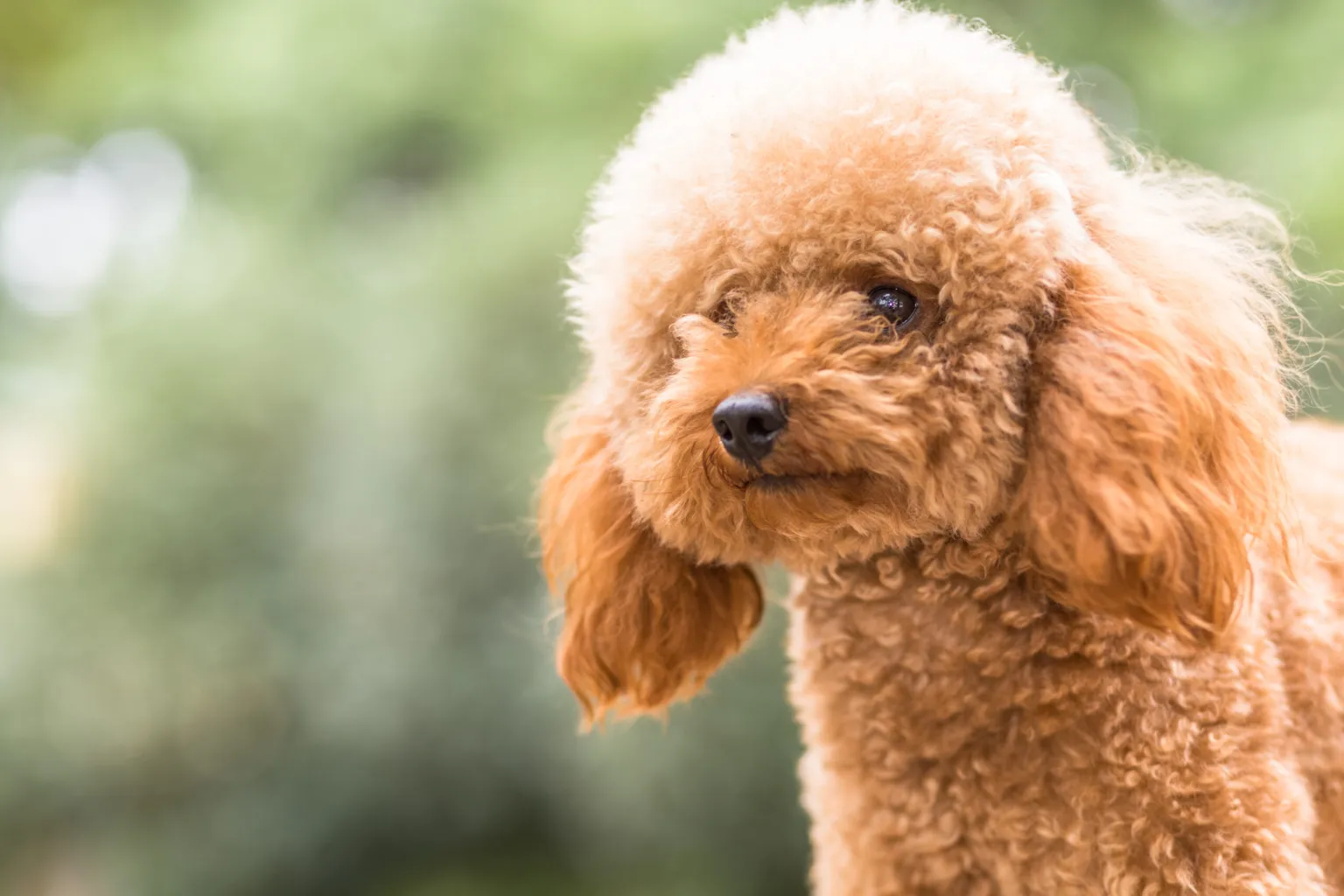 toy-poodle-grassy-field-scaled