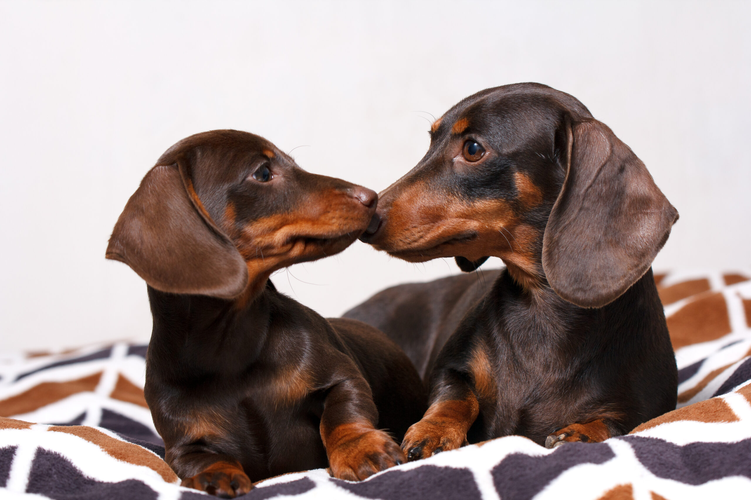 two-choco-dachshunds-mommy-daughter