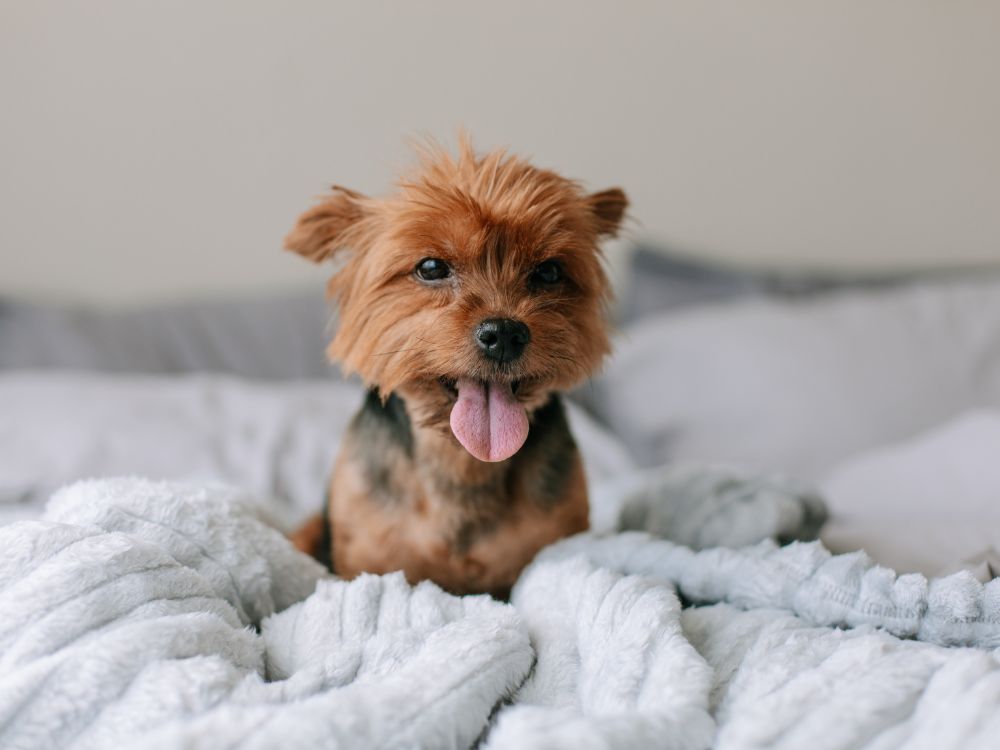 Como saber se o cachorro está confortável? 2 Como saber se o cachorro está confortável?