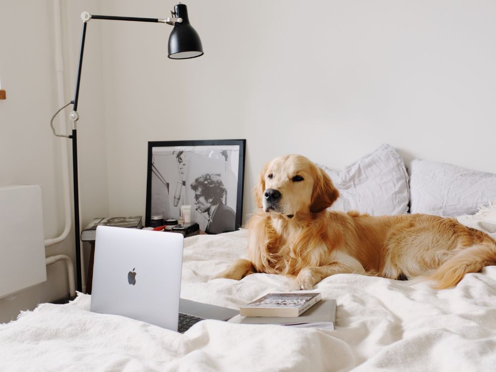 Como saber se o cachorro está confortável? 3 Como saber se o cachorro está confortável?