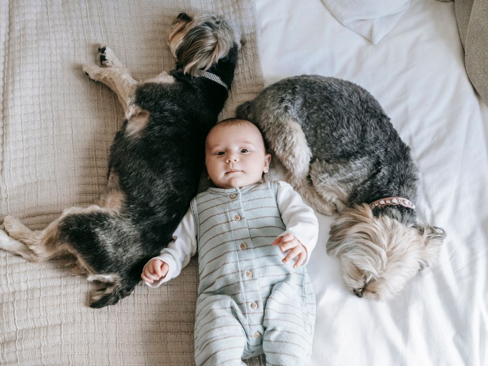 Como saber se o cachorro está confortável? 4 Como saber se o cachorro está confortável?