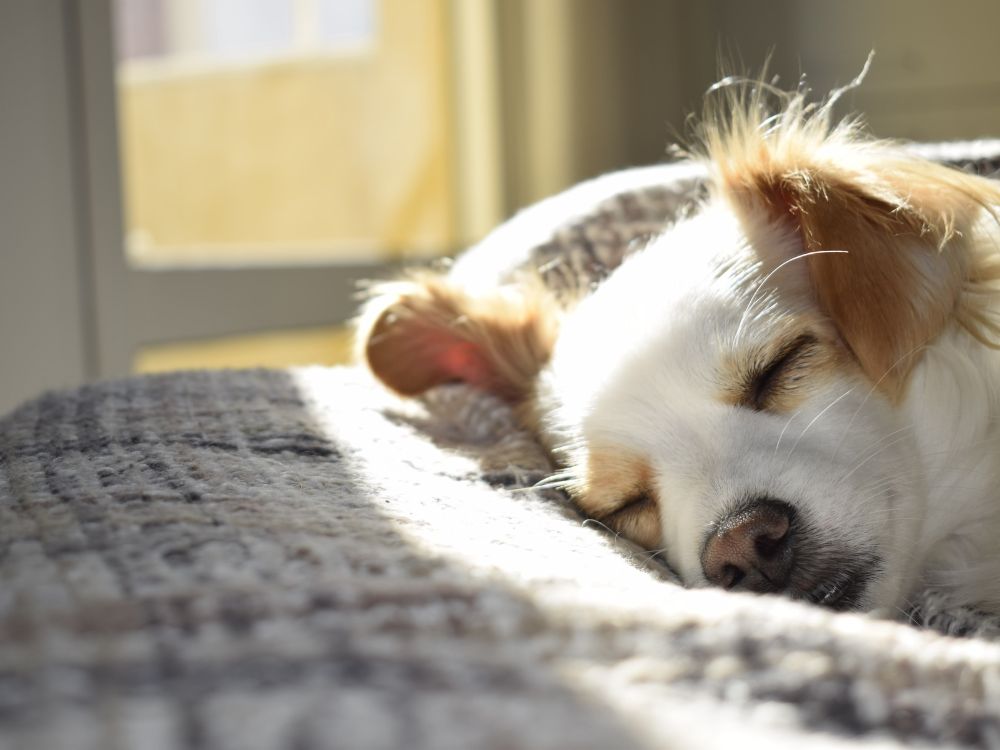 Higiene do sono para cães