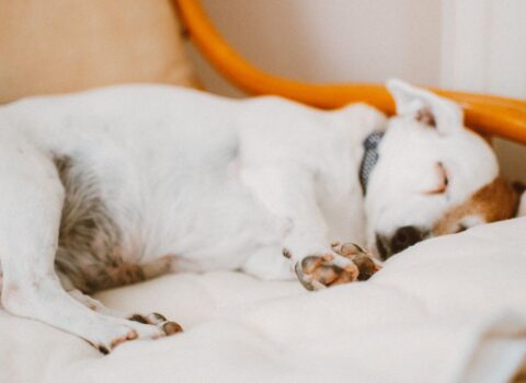 Higiene do sono para cães