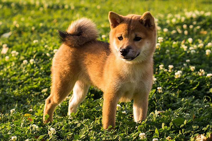 Hokkaido-puppy