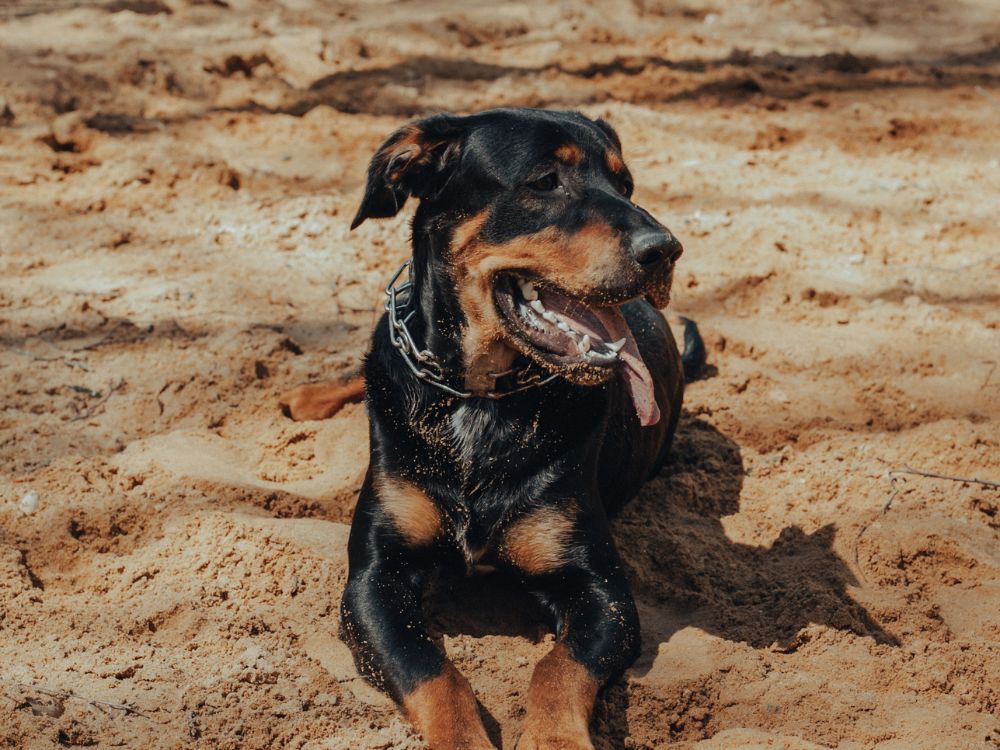 O que fazer para aliviar o calor do cachorro?