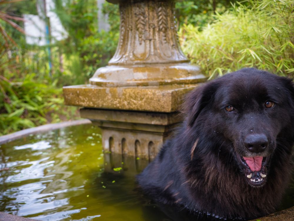 O que fazer para aliviar o calor do cachorro?