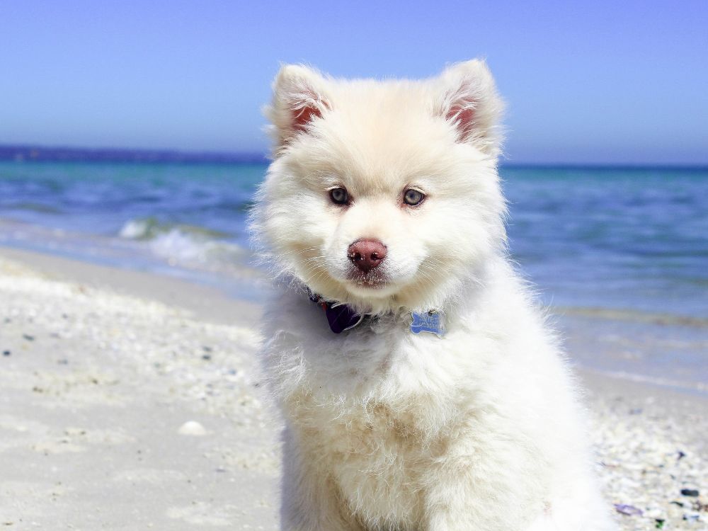 O que fazer para aliviar o calor do cachorro?