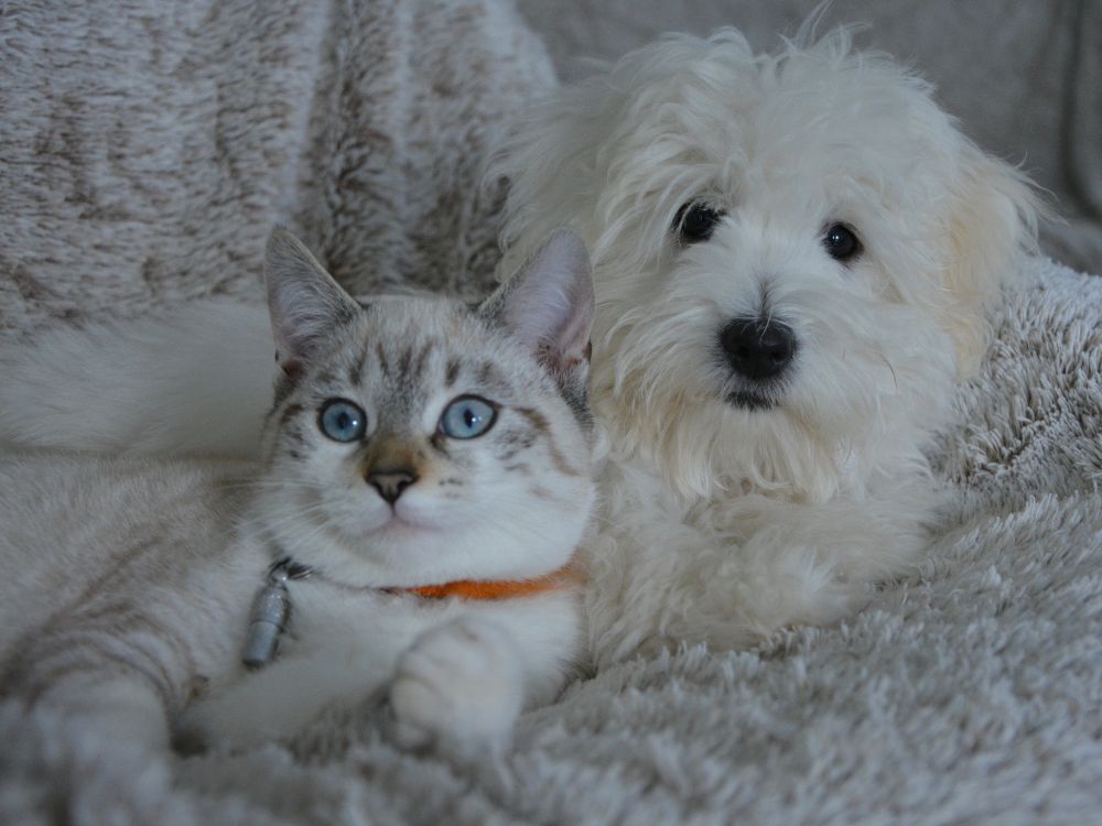 O que os cachorros precisam?