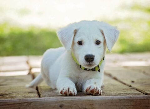 O que os cachorros precisam?