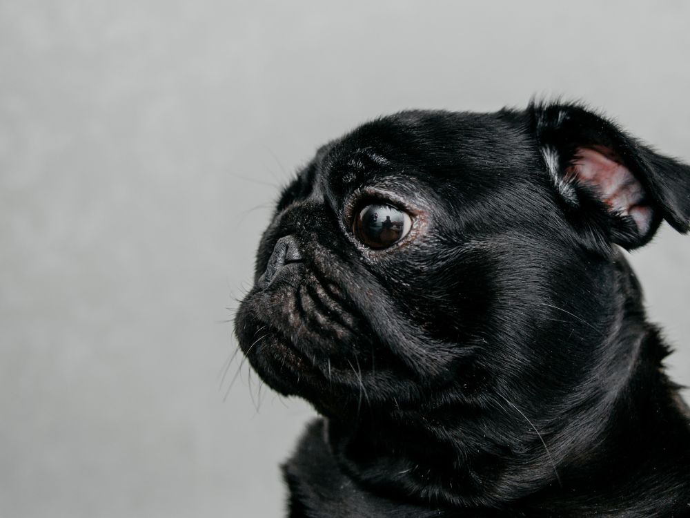 O que os cachorros precisam?