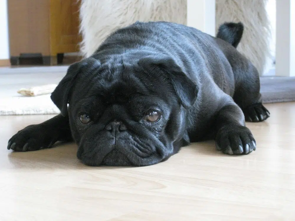 Sinais de cachorro doente