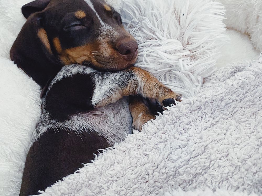 benefícios de dormir com o cachorro