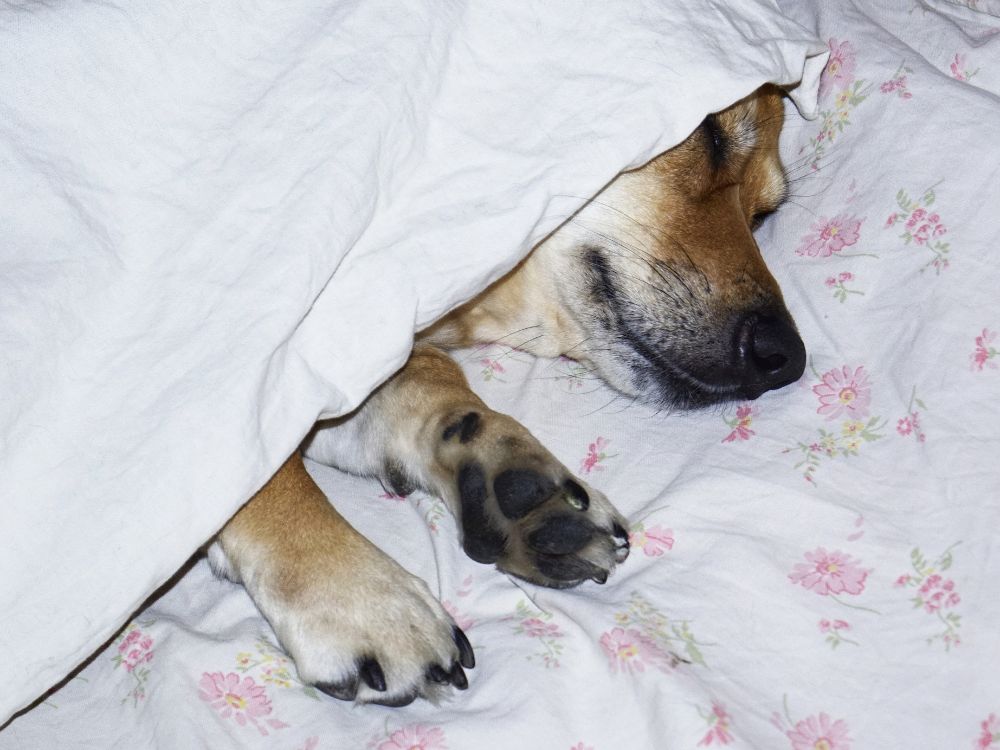 benefícios de dormir com o cachorro