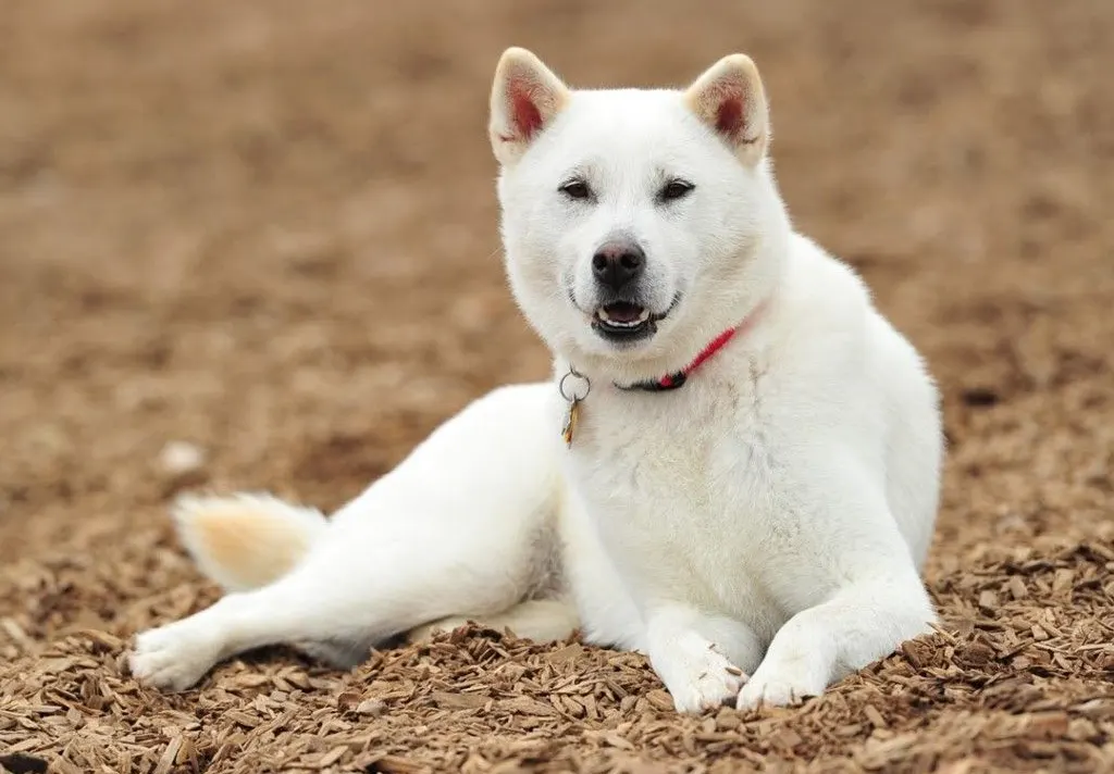 cachorros-japoneses-2