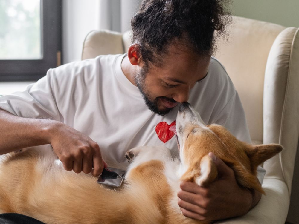 cuidados devemos ter com um cachorro