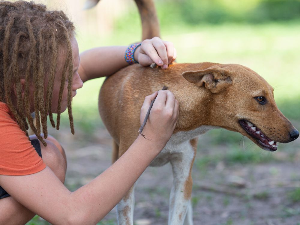 Quais cuidados devemos ter com um cachorro? 3 cuidados devemos ter com um cachorro