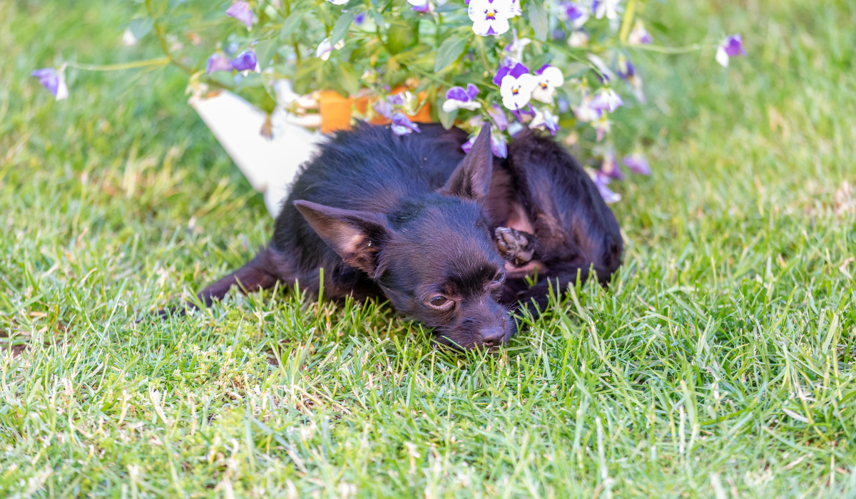 7 Misturas populares de Chihuahua: conheça essas raças incríveis! 4 Chipoo