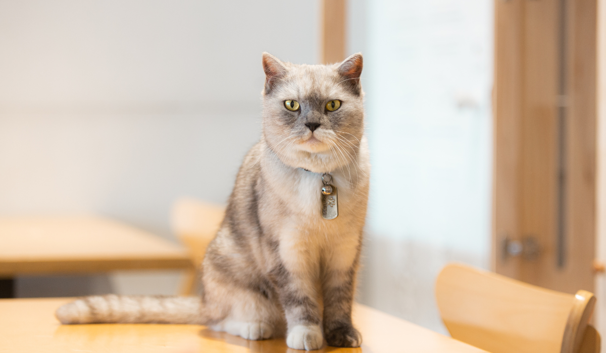 Gato de Pelo Curto Inglês