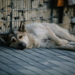 sinais de problemas respiratórios em cães