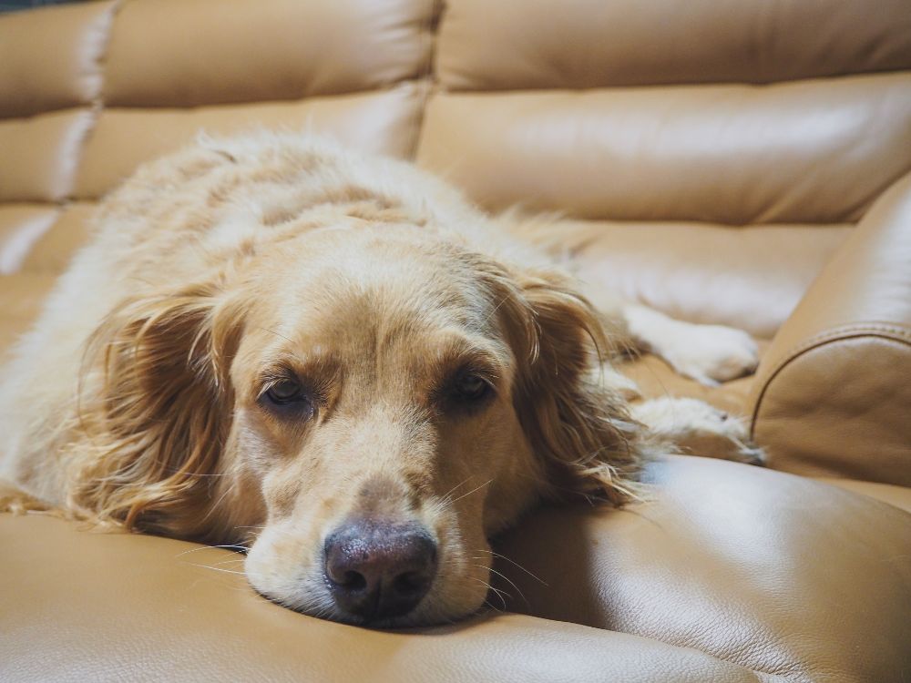sinais de problemas respiratórios em cães