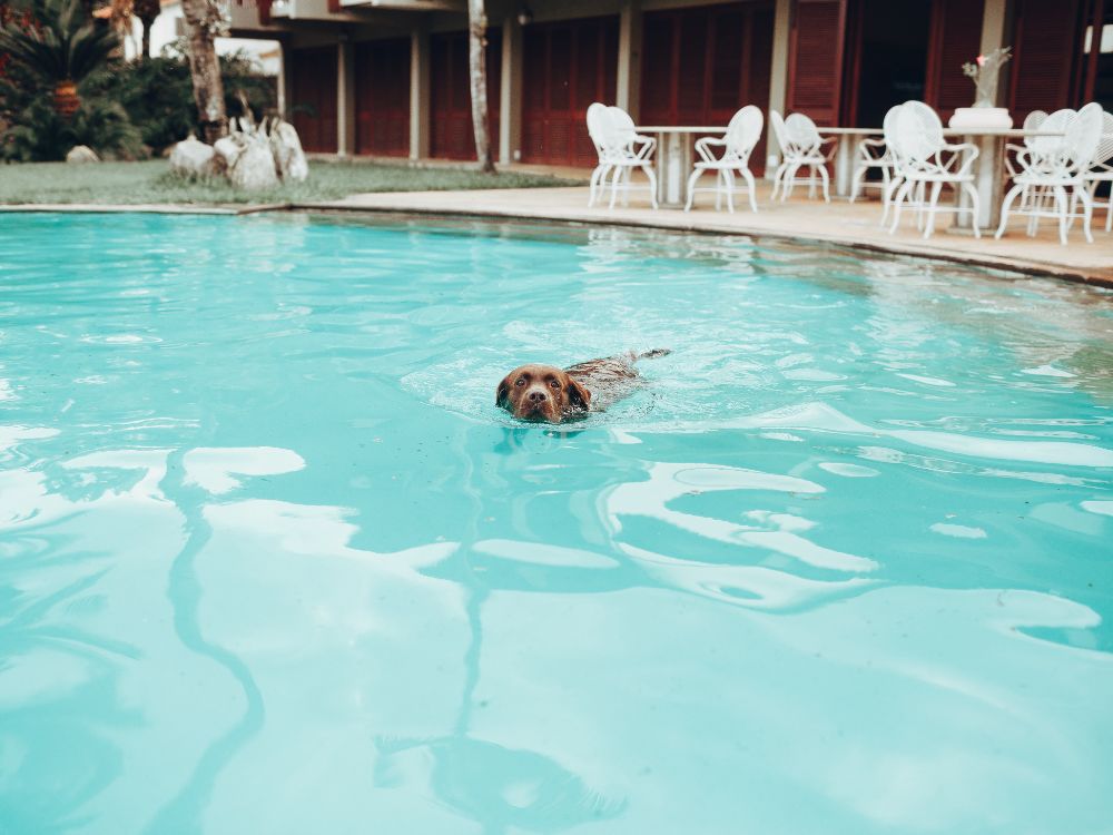 Cachorro pode tomar banho de piscina