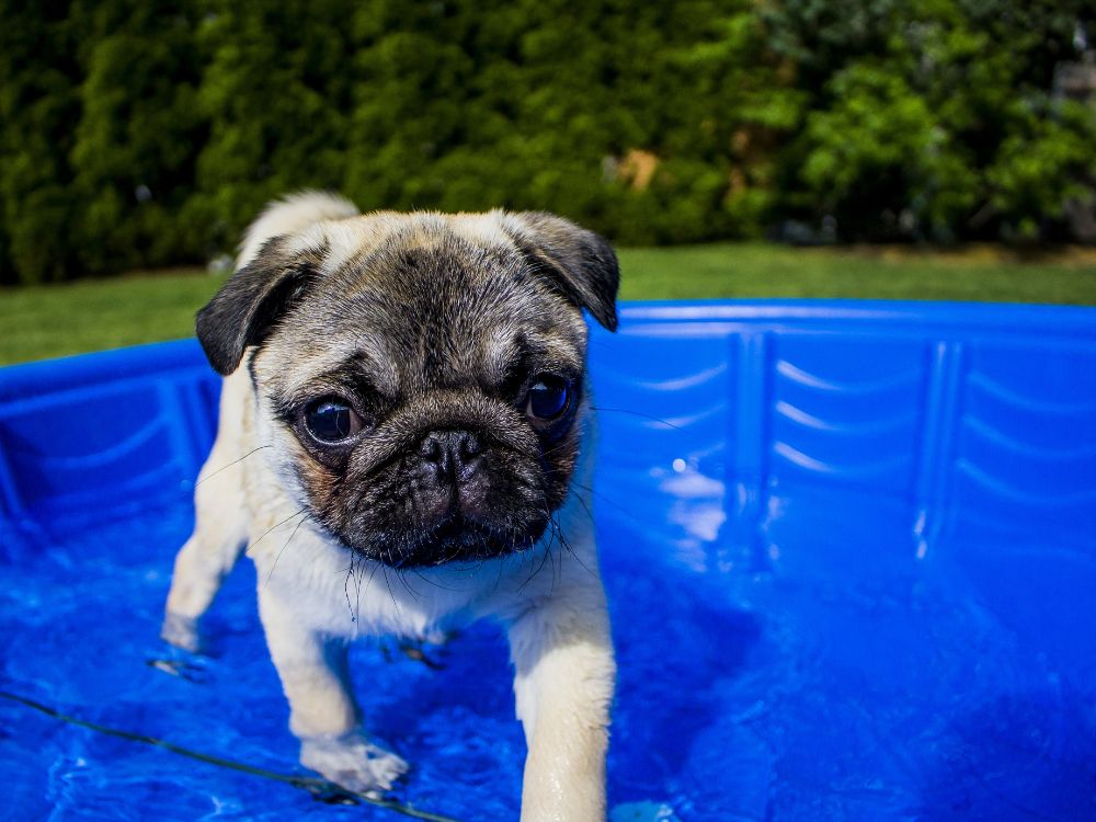 Cachorro pode tomar banho de piscina