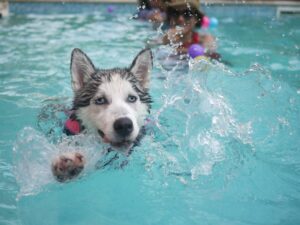 Cachorro tomando banho de piscina. Foto: Canva.