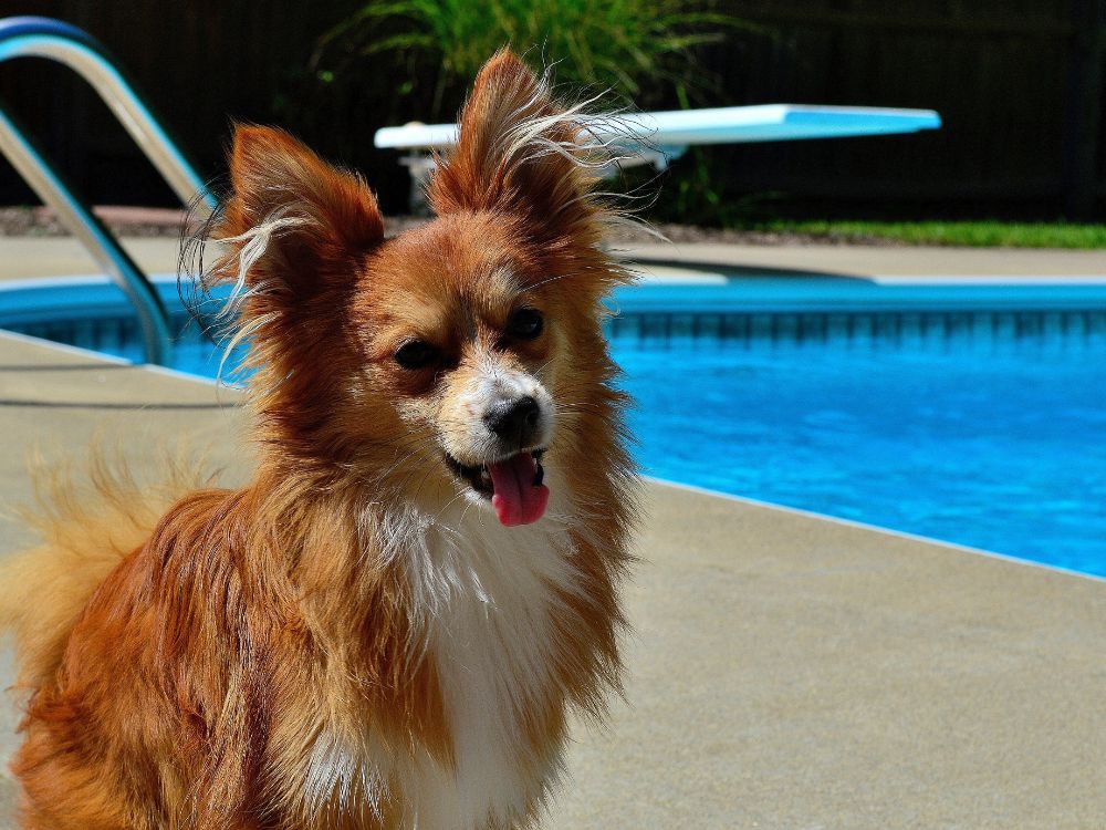 Cachorro pode tomar banho de piscina