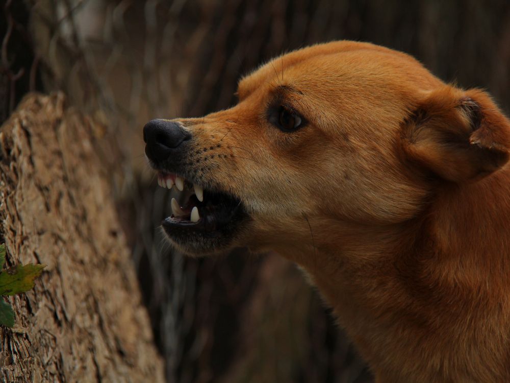 Como acalmar um cachorro bravo? 3 Como acalmar um cachorro bravo?