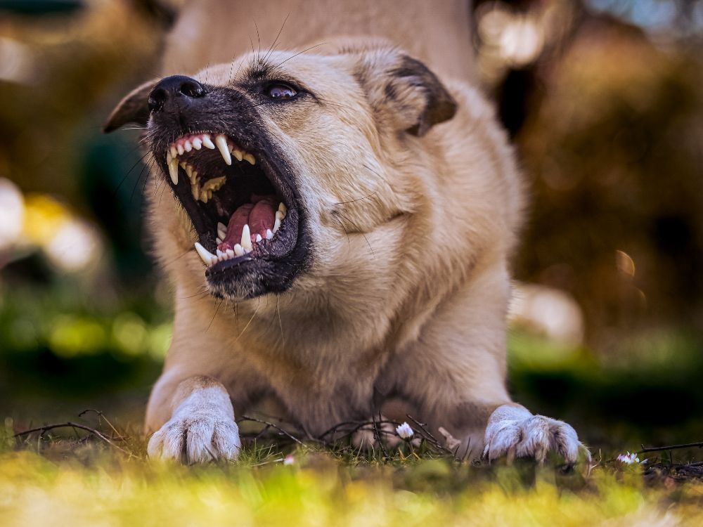 Como acalmar um cachorro bravo? 5 Como acalmar um cachorro bravo?