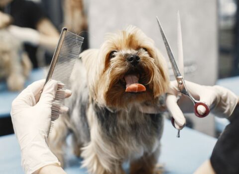 Como cuidar dos pelos do cachorro?