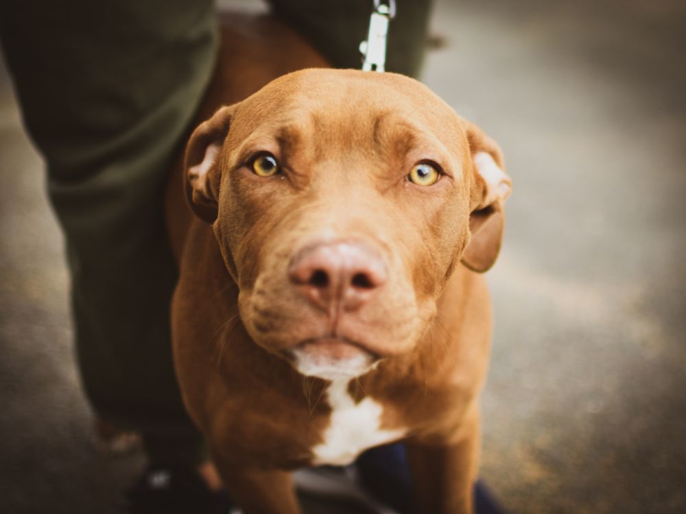 Como cuidar dos pelos do cachorro?