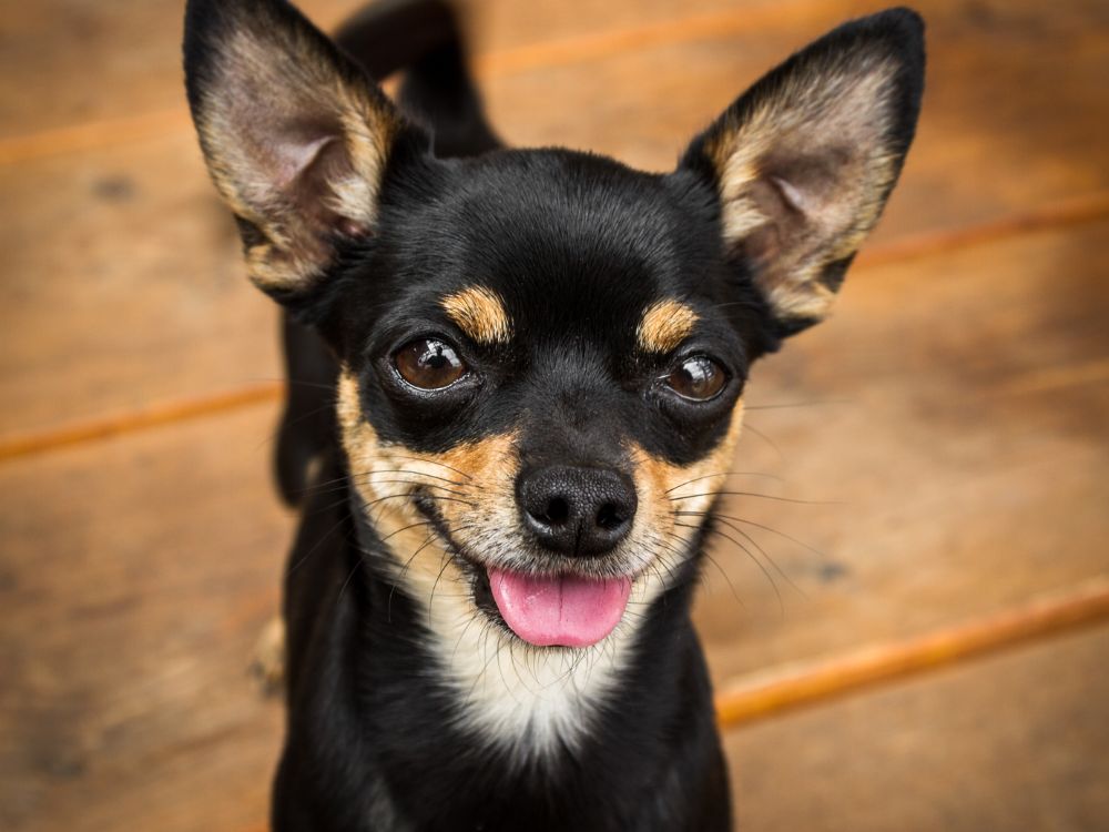 Como proteger os pets dos carrapatos?