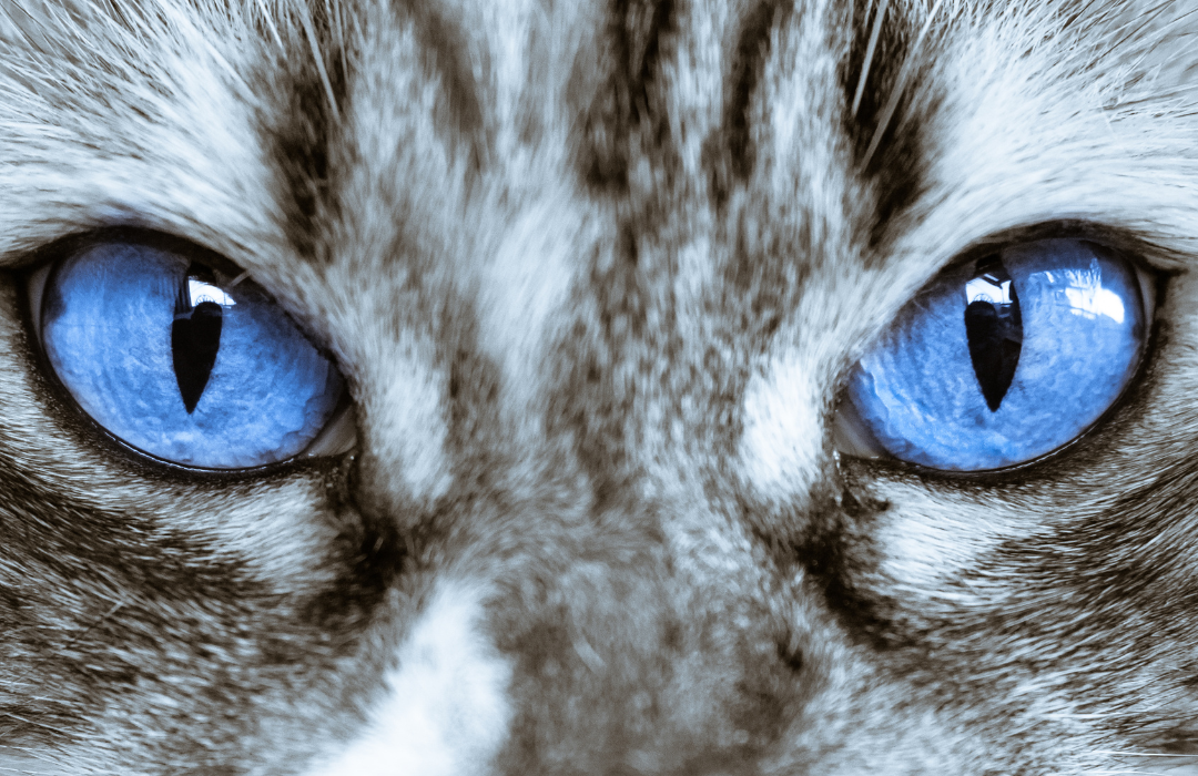 olhos do gato 