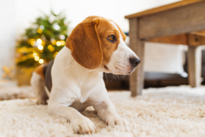 Beagle - Foto: Canva