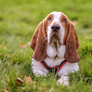 Basset Hounds