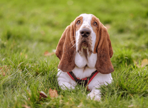 Basset Hounds