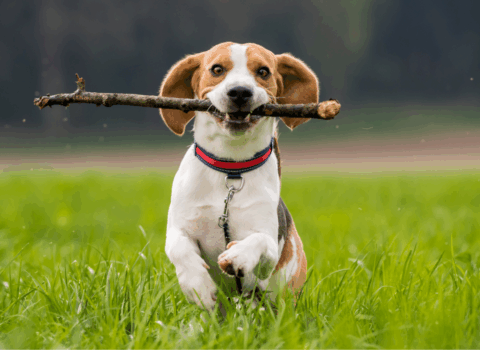 Beagle