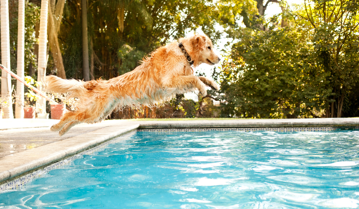 cachorro fazendo natação