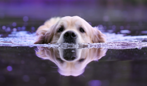 Cachorro nadando - Foto: Canva