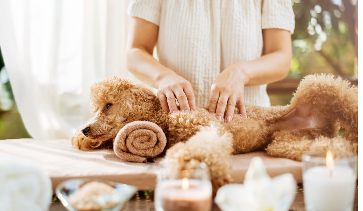 Massagem no cachorro - Foto: Canva