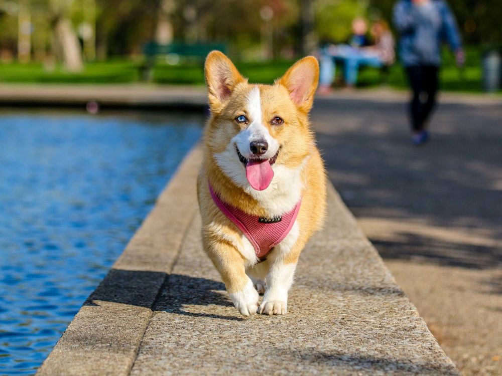 brincadeiras para refrescar o cachorro no calor