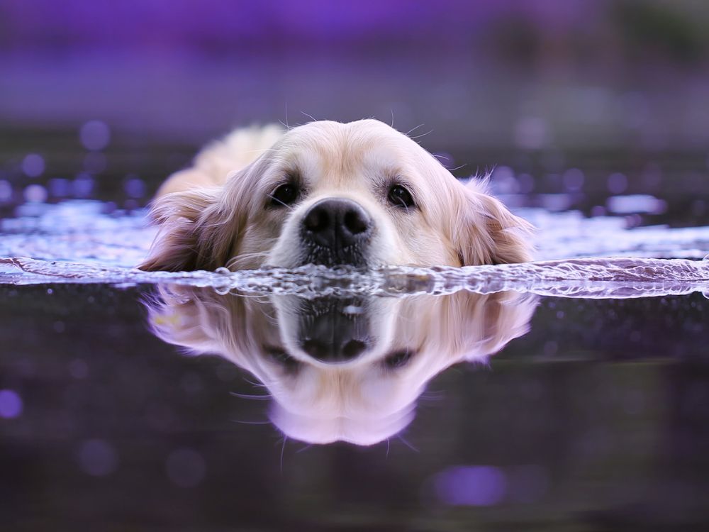 brincadeiras para refrescar o cachorro no calor